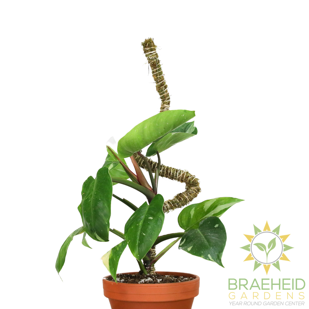 Ultimate Bendable Plant Support Pack