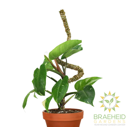 The Bendable Moss Pole™ 𝘛𝘏𝘐𝘕