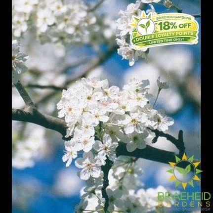 Ussurian Pear