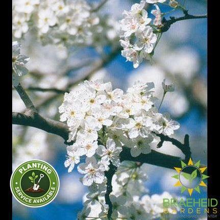Ussurian Pear