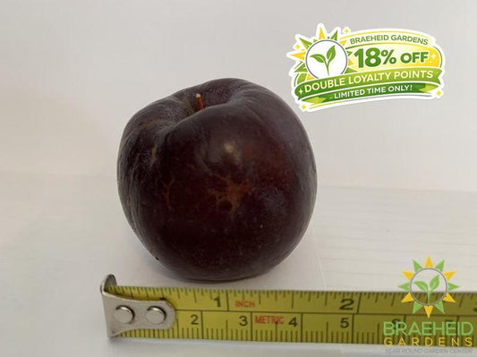 Kerr Apple- Tree for sale, Grown in Grande Prairie -Braeheid Gardens Ltd. on Emerson Trail