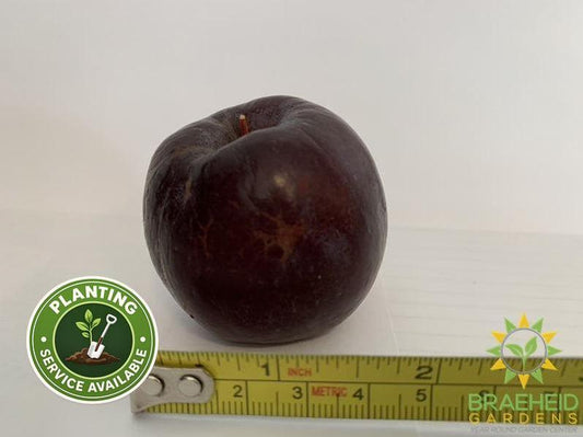 Kerr Apple- Tree for sale, Grown in Grande Prairie -Braeheid Gardens Ltd. on Emerson Trail