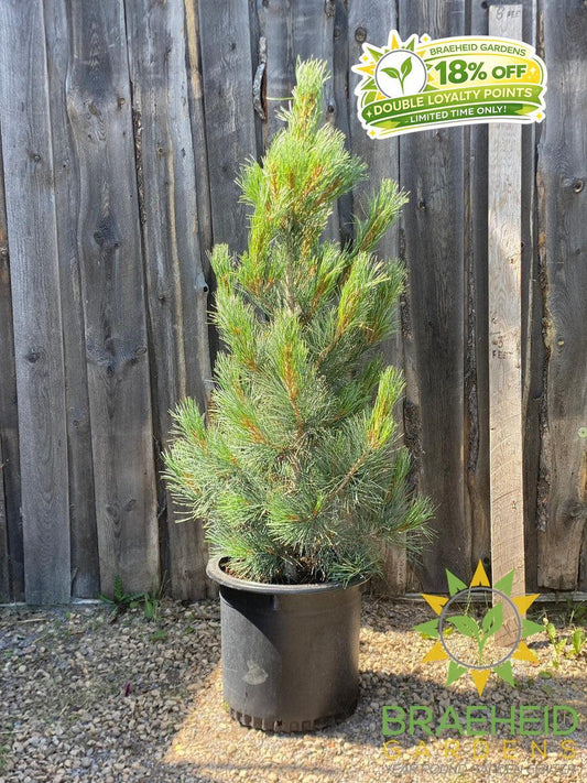 Blue Swiss Stone Pine- Tree for sale, Grown in Grande Prairie -Braeheid Gardens Ltd. on Emerson Trail
