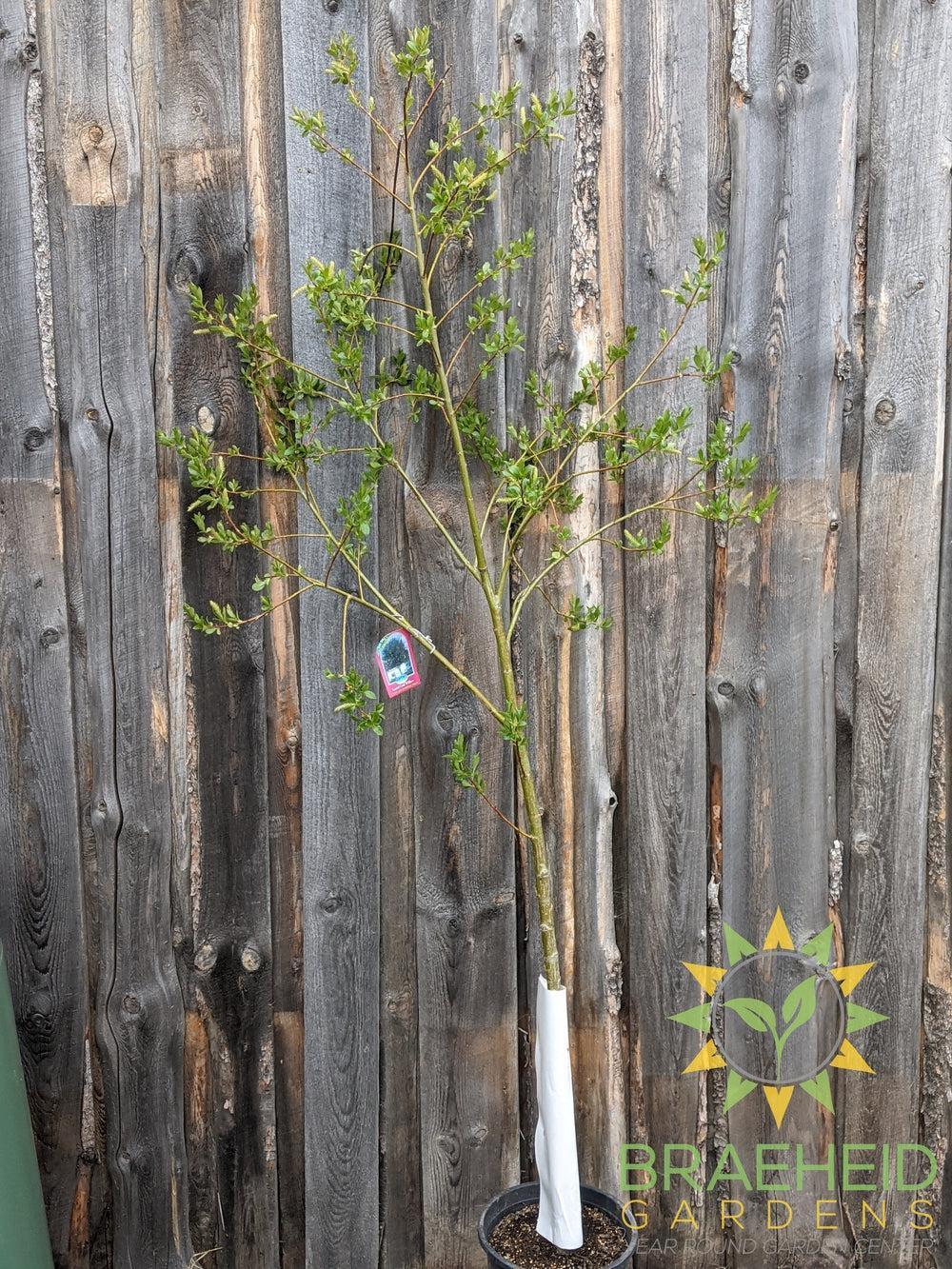 Prairie Reflection® Laurel Willow- Tree for sale, Grown in Grande Prairie -Braeheid Gardens Ltd. on Emerson Trail