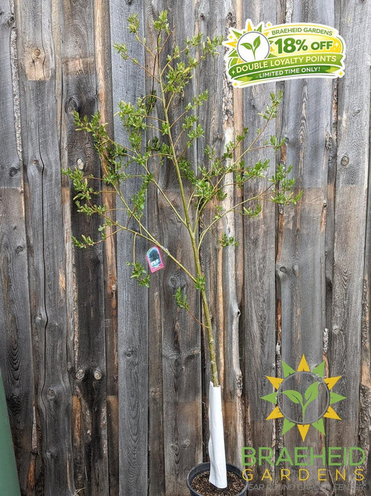 Prairie Reflection® Laurel Willow- Tree for sale, Grown in Grande Prairie -Braeheid Gardens Ltd. on Emerson Trail