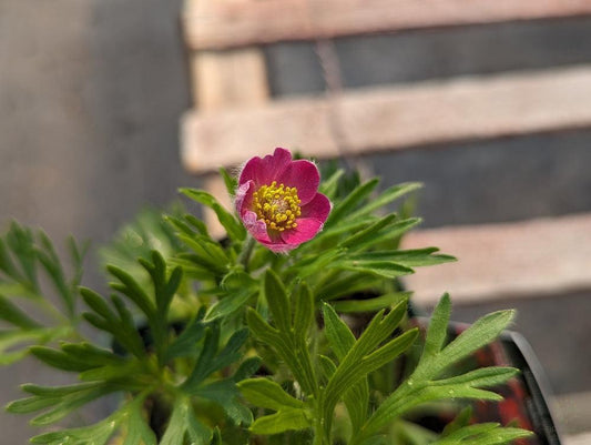anemone multifida rubra - NO SHIP -