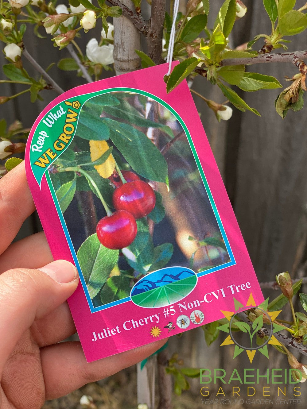 Juliet Cherry Tree