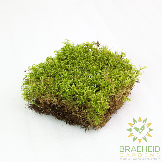 Natural Canadian Forest Moss - Revita-Moss (Pleurozium schreberi)