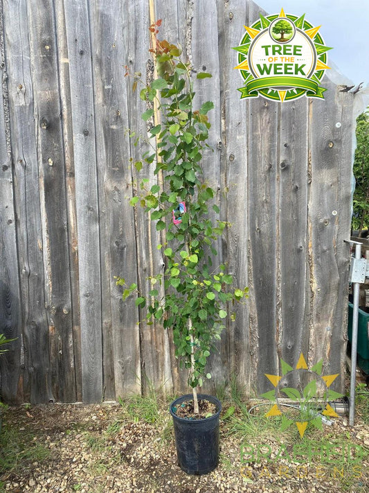 Swedish Columnar Aspen- Tree for sale, Grown in Grande Prairie -Braeheid Gardens Ltd. on Emerson Trail
