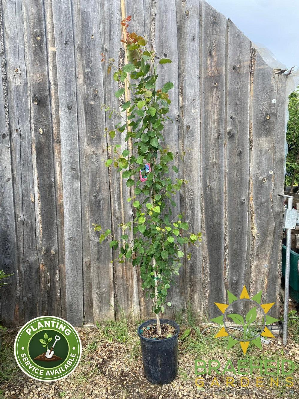 Swedish Columnar Aspen- Tree for sale, Grown in Grande Prairie -Braeheid Gardens Ltd. on Emerson Trail