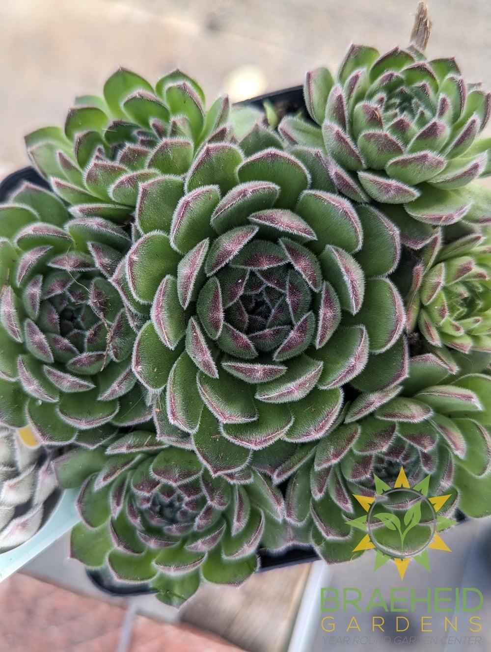 Sempervivum Chick Charms (open for more)
