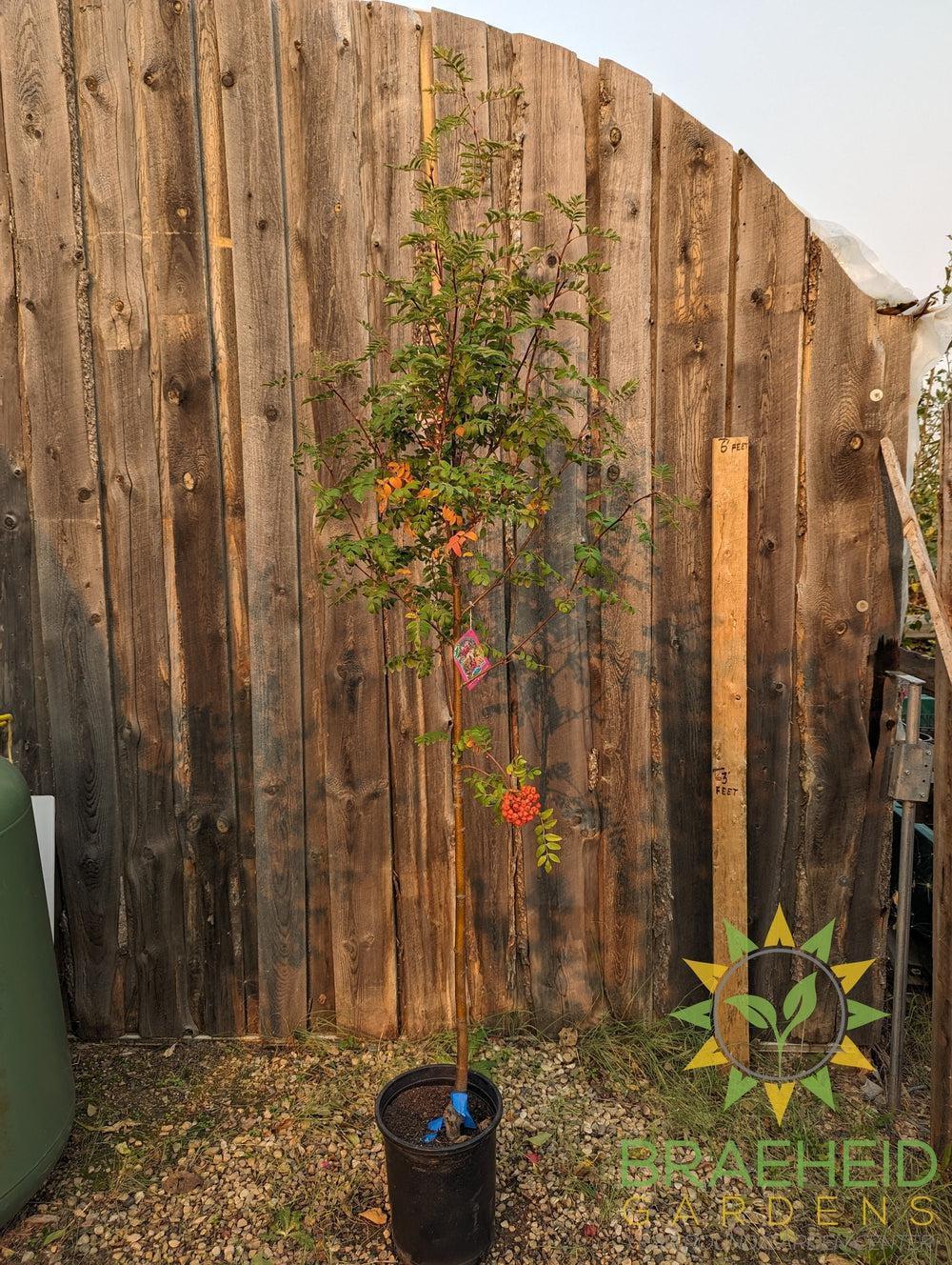 Black Hawk Mountain Ash- Tree for sale, Grown in Grande Prairie -Braeheid Gardens Ltd. on Emerson Trail