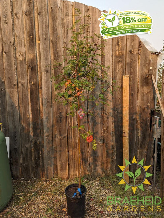Black Hawk Mountain Ash- Tree for sale, Grown in Grande Prairie -Braeheid Gardens Ltd. on Emerson Trail