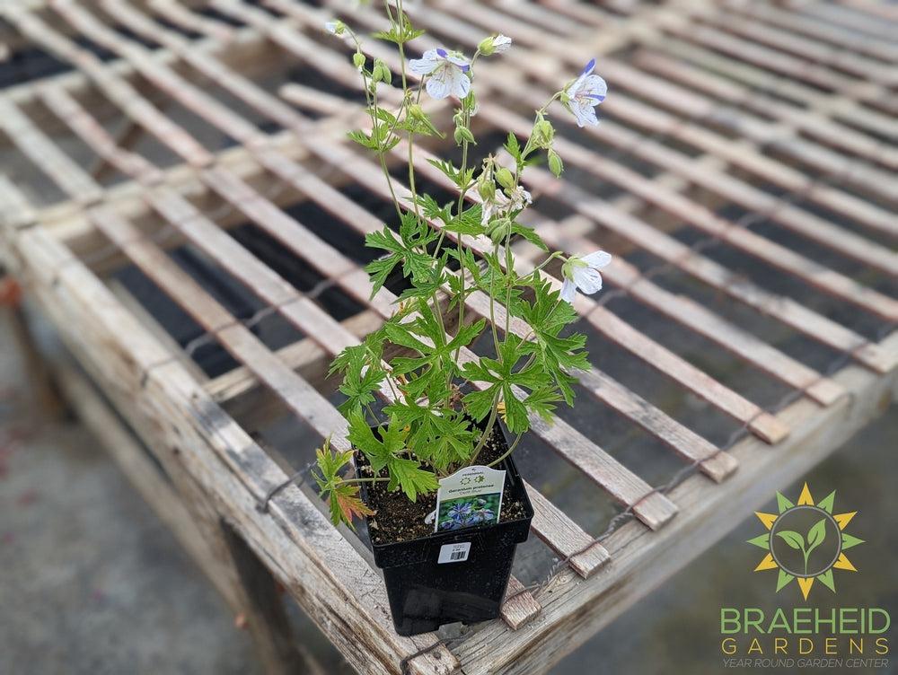 Geranium Cranesbill 'Delft Blue' -NO SHIP-