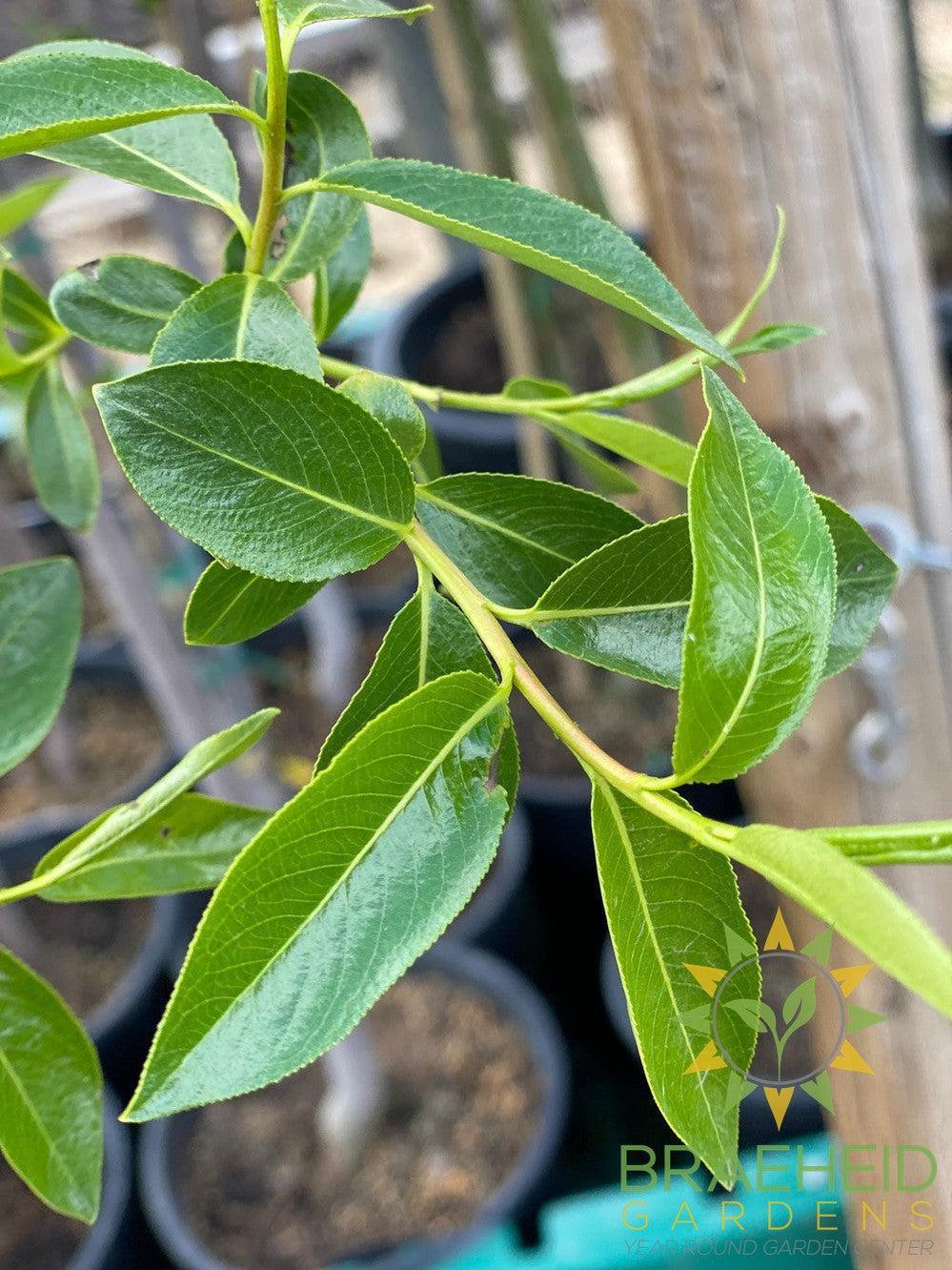 Prairie Reflection® Laurel Willow- Tree for sale, Grown in Grande Prairie -Braeheid Gardens Ltd. on Emerson Trail