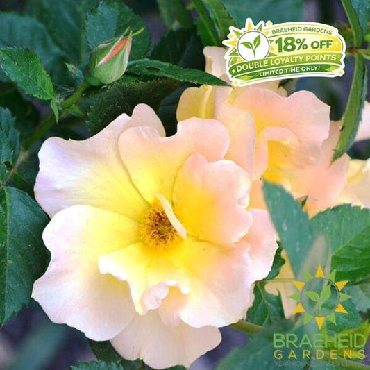 Morden Sunrise Rose