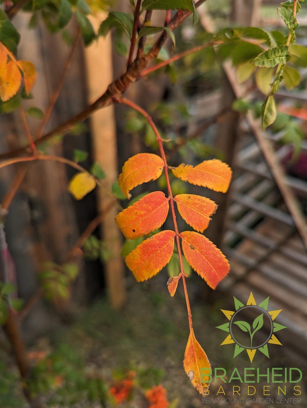 Fall colors black hawk mountain ash