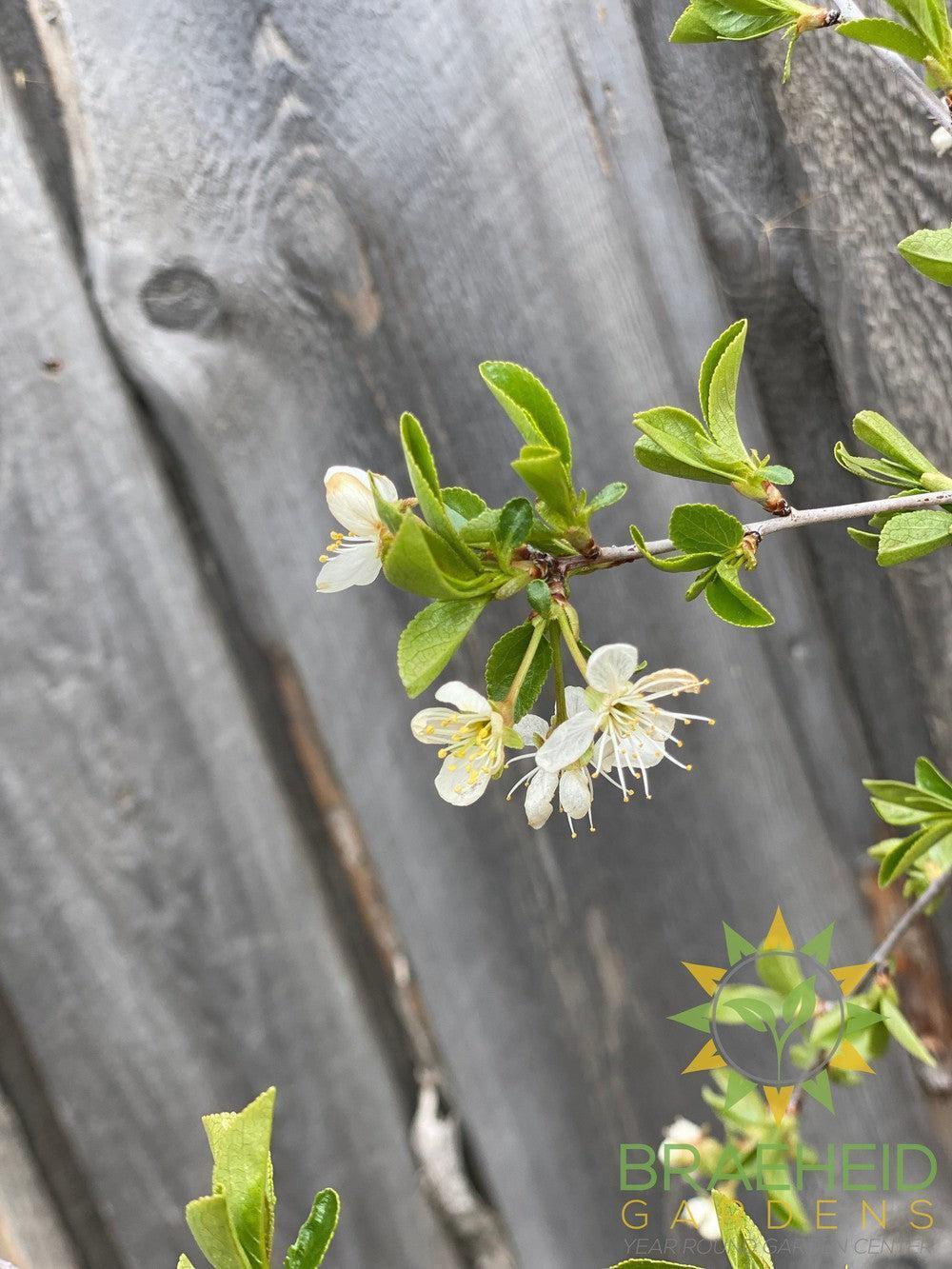 Valentine Cherry Tree- Tree for sale, Grown in Grande Prairie -Braeheid Gardens Ltd. on Emerson Trail