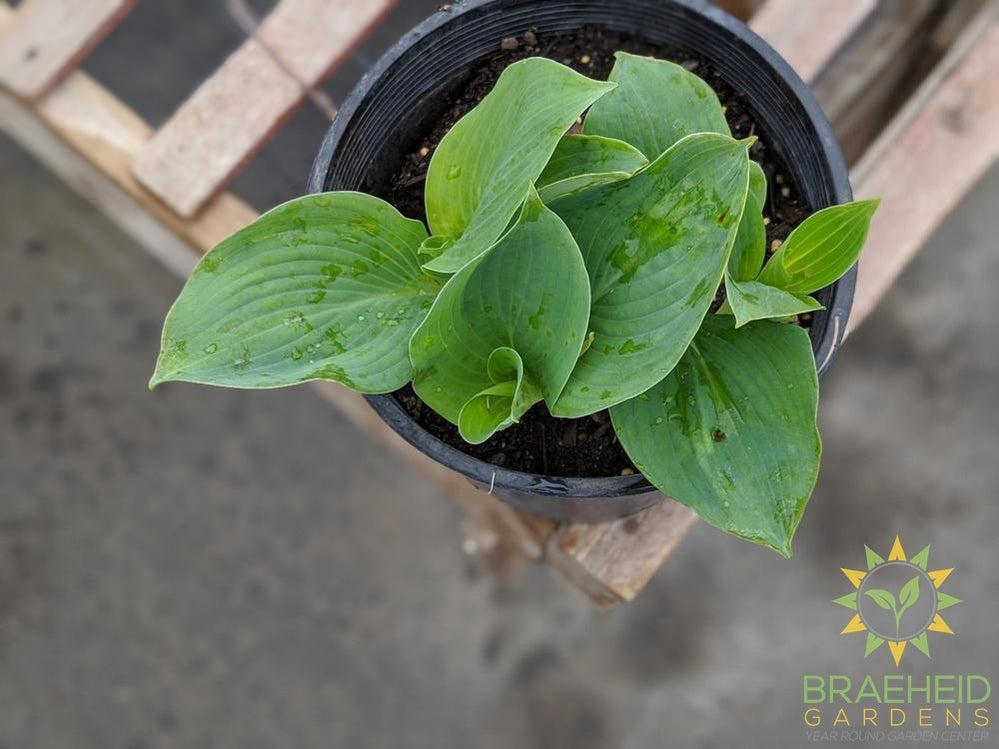 Love Pat Hosta - NO SHIP