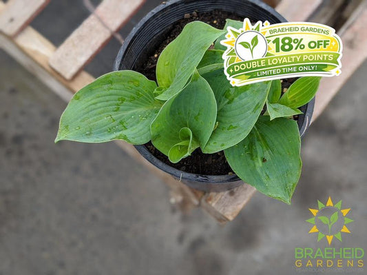 Love Pat Hosta - NO SHIP