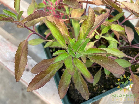 Veronica (Speedwell) 'Red Fox' - NO SHIP -