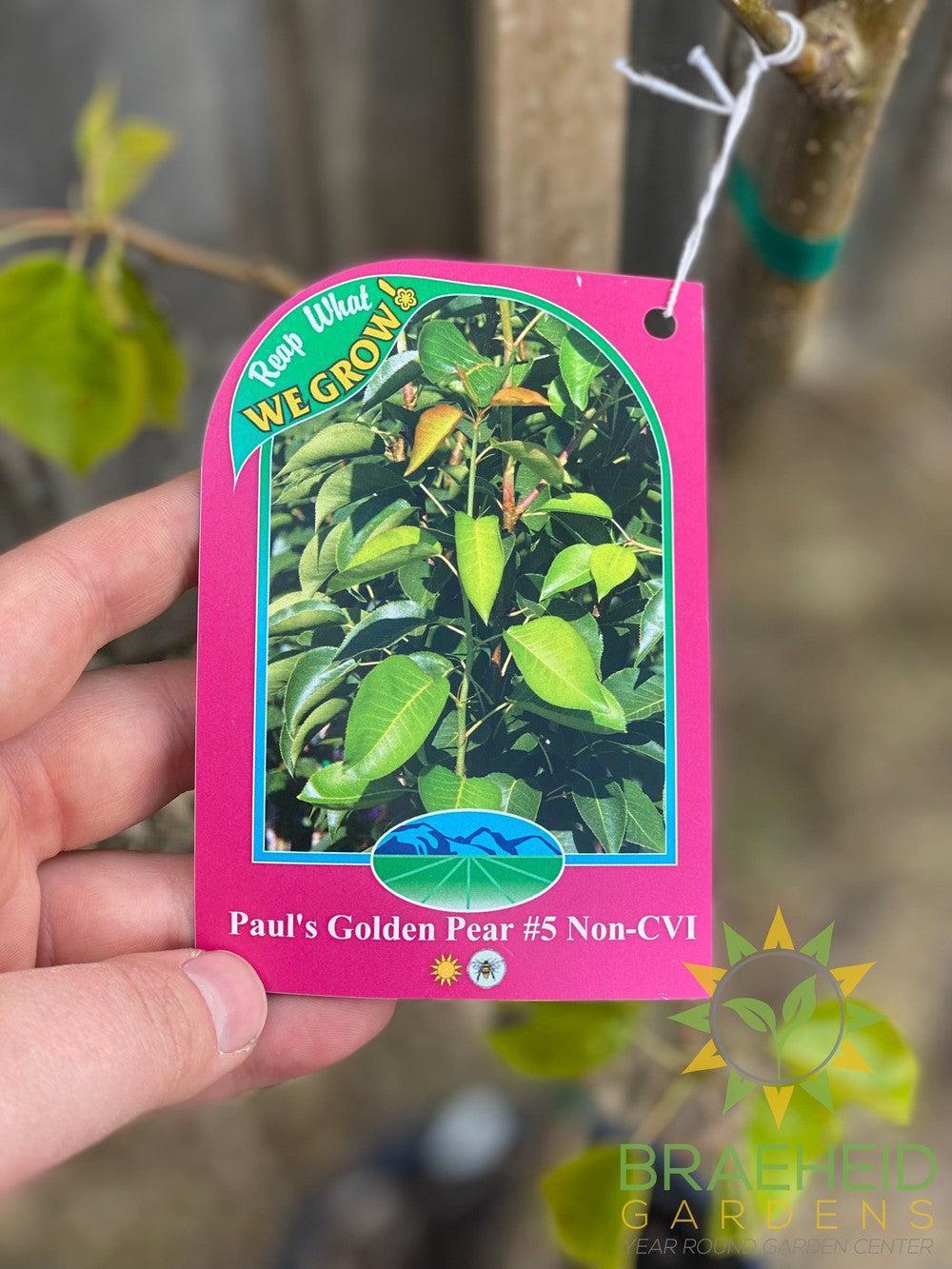 Paul's Golden Pear- Tree for sale, Grown in Grande Prairie -Braeheid Gardens Ltd. on Emerson Trail
