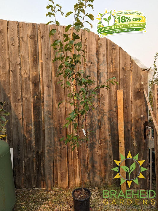 Waneta Plum- Tree for sale, Grown in Grande Prairie -Braeheid Gardens Ltd. on Emerson Trail