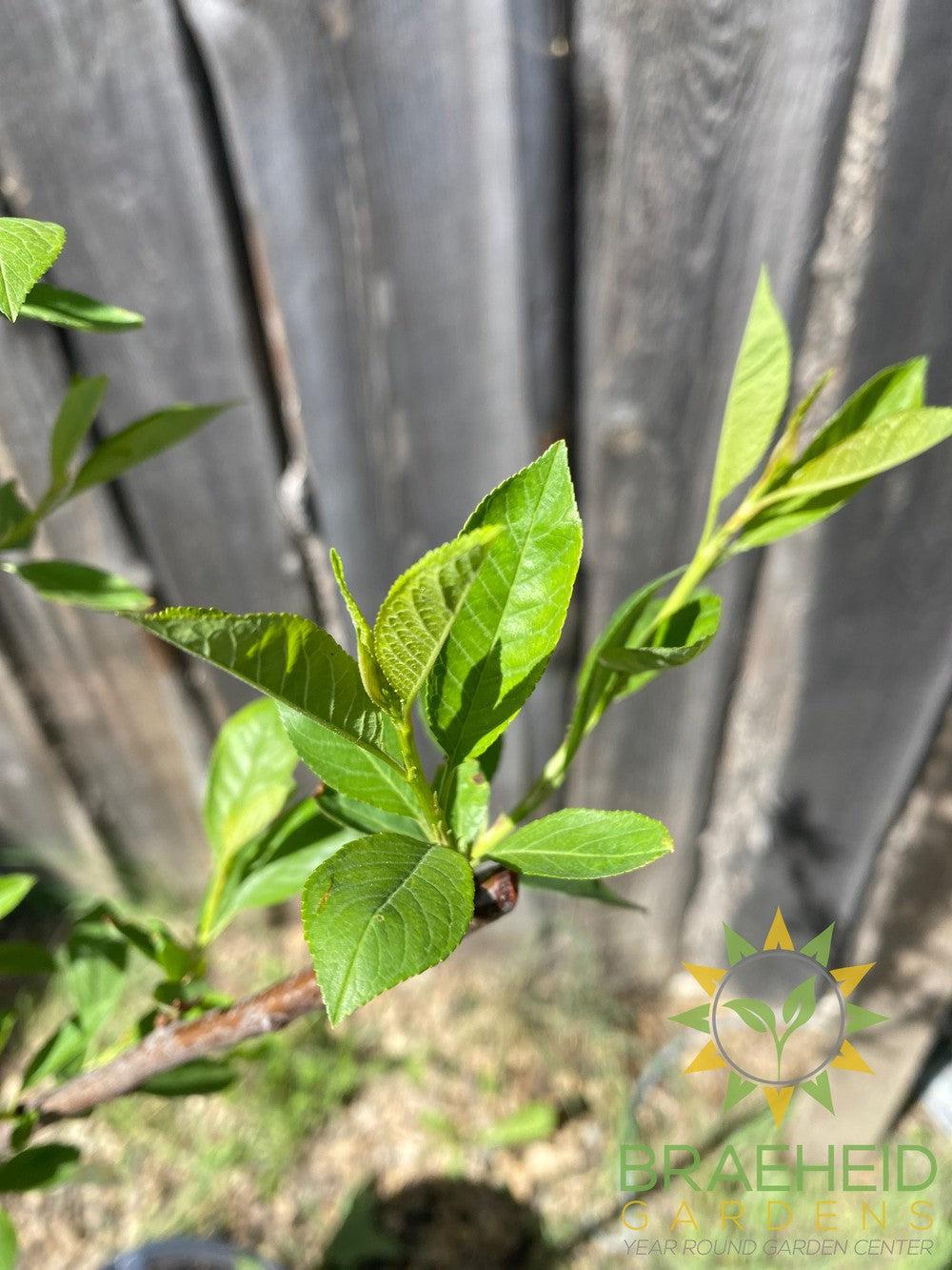 Compass Cherry-Plum- Tree for sale, Grown in Grande Prairie -Braeheid Gardens Ltd. on Emerson Trail