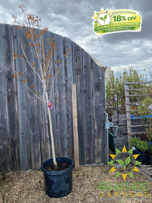 Sugar Maple- Tree for sale, Grown in Grande Prairie -Braeheid Gardens Ltd. on Emerson Trail