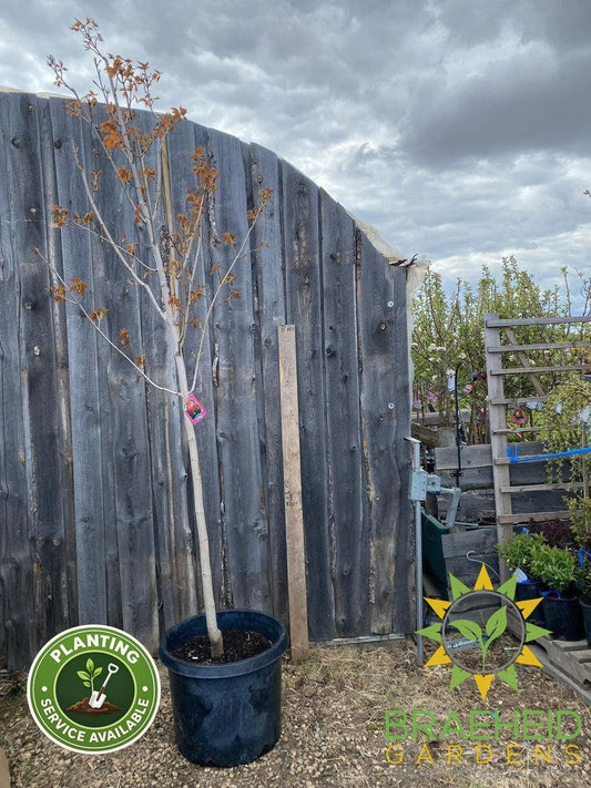 Sugar Maple- Tree for sale, Grown in Grande Prairie -Braeheid Gardens Ltd. on Emerson Trail
