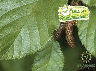 Green Alder