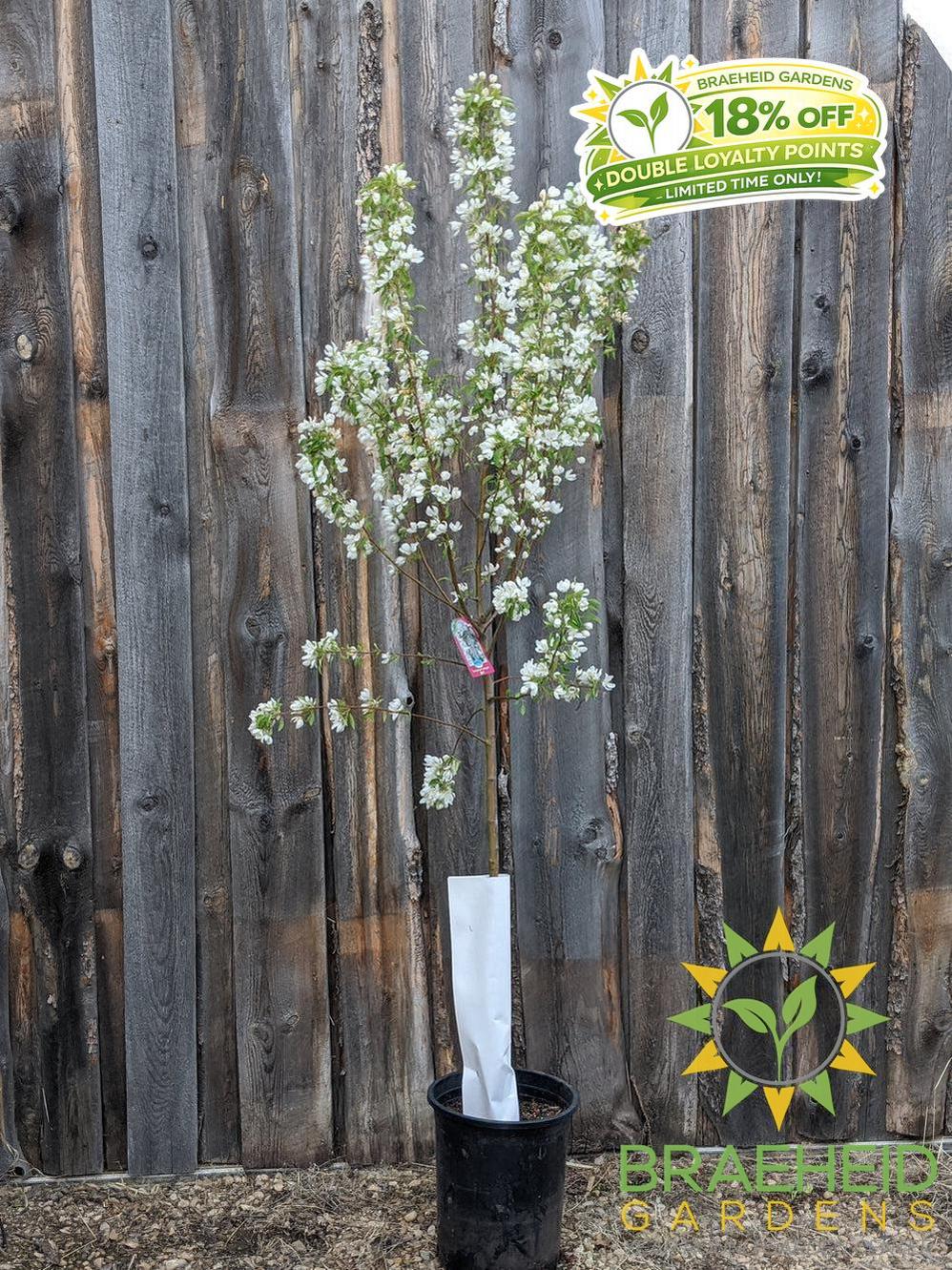 Spring Snow Crabapple (No-Fruit)- Tree for sale, Grown in Grande Prairie -Braeheid Gardens Ltd. on Emerson Trail