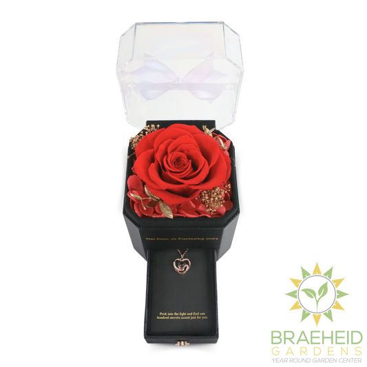 Everlasting Memories Rose