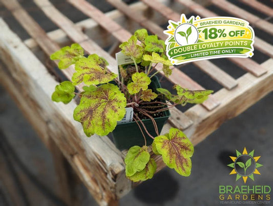 Heucherella Solar Eclipse - NO SHIP -