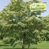 Harvest Gold Linden