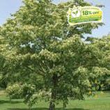 Harvest Gold Linden