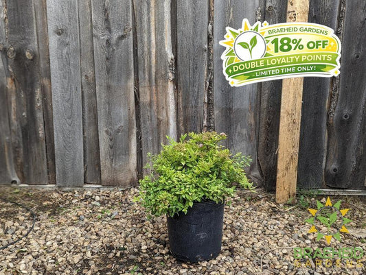 Mini Sunglo Spirea