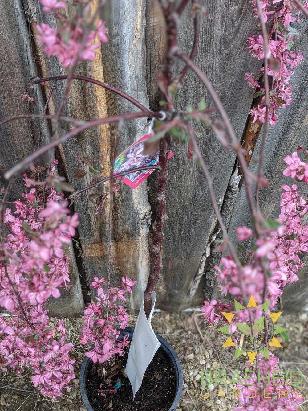 Rosy Glo Weeping Crabapple- Tree for sale, Grown in Grande Prairie -Braeheid Gardens Ltd. on Emerson Trail