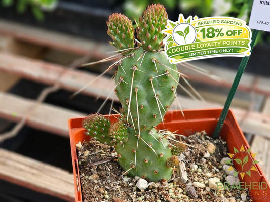 Peach Chiffon Prickly Pear - NO SHIP
