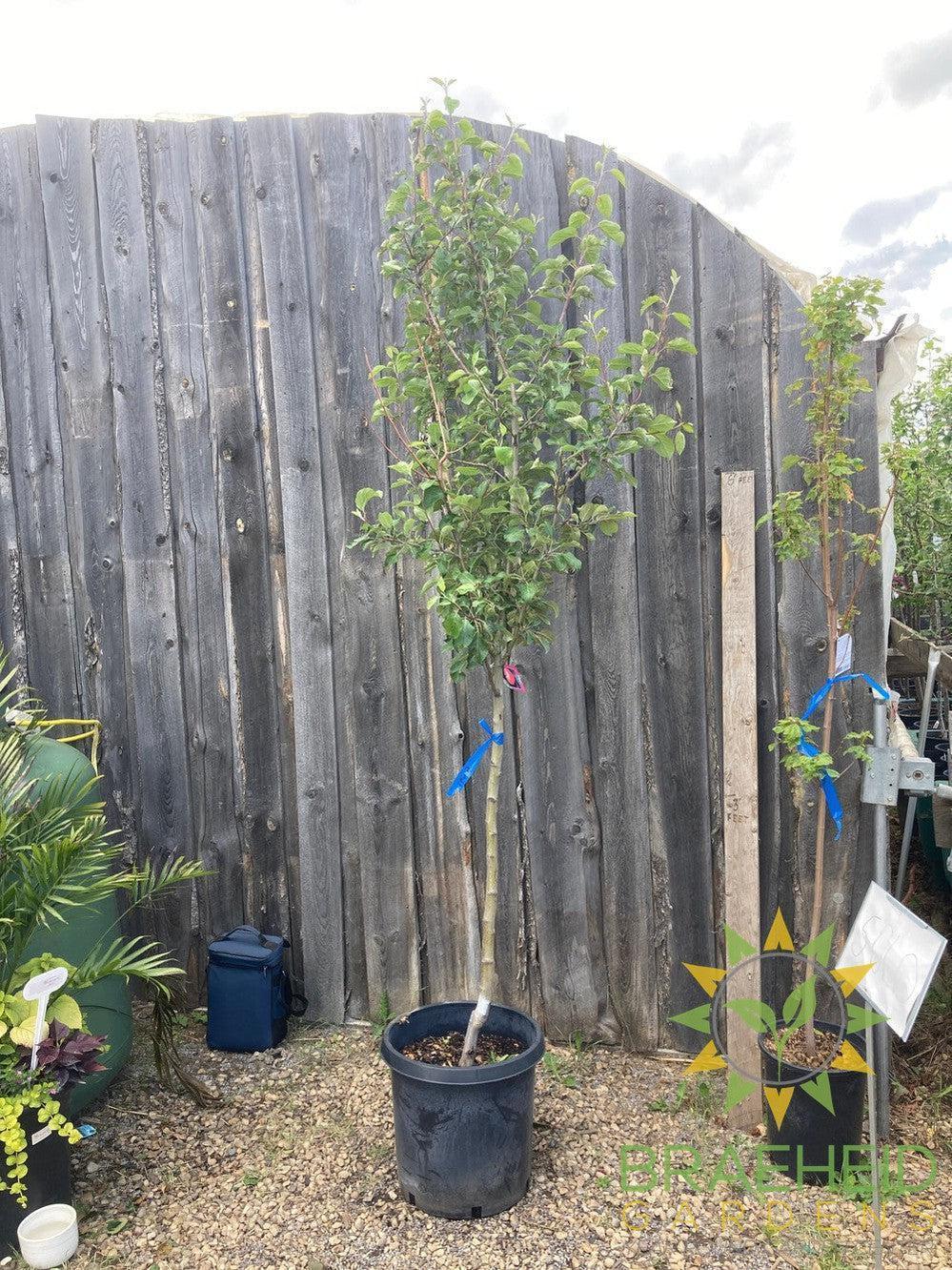 Honeycrisp Apple- Tree for sale, Grown in Grande Prairie -Braeheid Gardens Ltd. on Emerson Trail