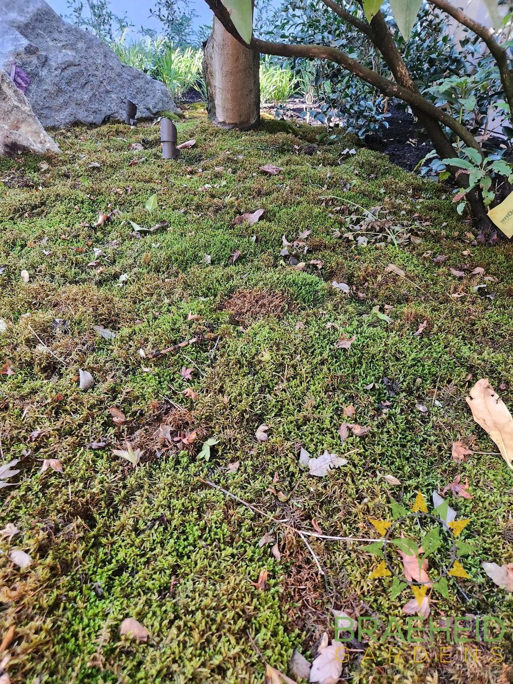 Natural Canadian Forest Moss - Revita-Moss™ (Pleurozium schreberi)
