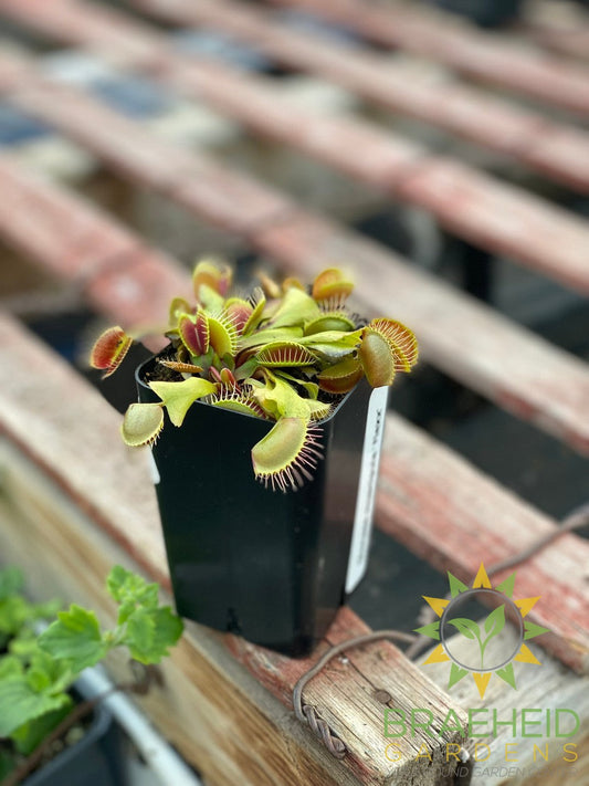 Venus Fly Trap - Dionaea Muscipula - Flexx