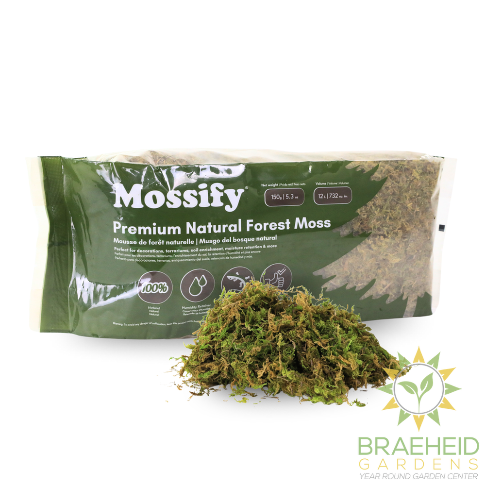 Premium Natural Forest Moss