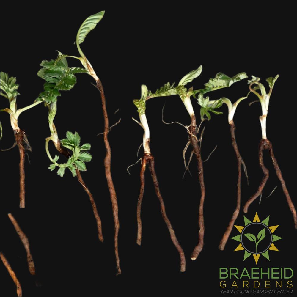 Pacific Silverweed Rootstock