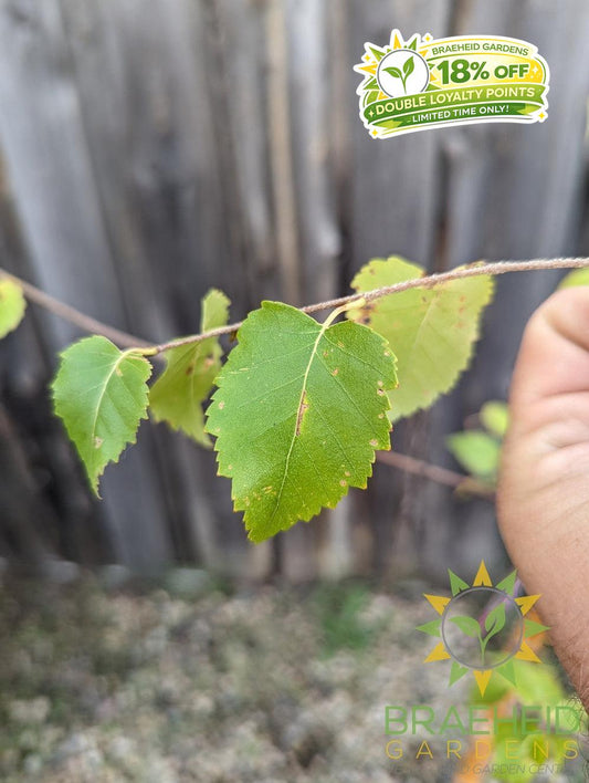 Paper Birch- Tree for sale, Grown in Grande Prairie -Braeheid Gardens Ltd. on Emerson Trail