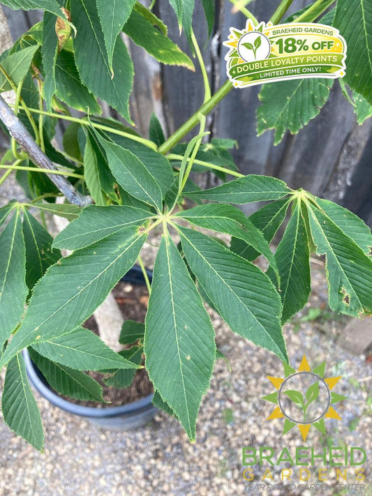 Ohio Buckeye- Tree for sale, Grown in Grande Prairie -Braeheid Gardens Ltd. on Emerson Trail