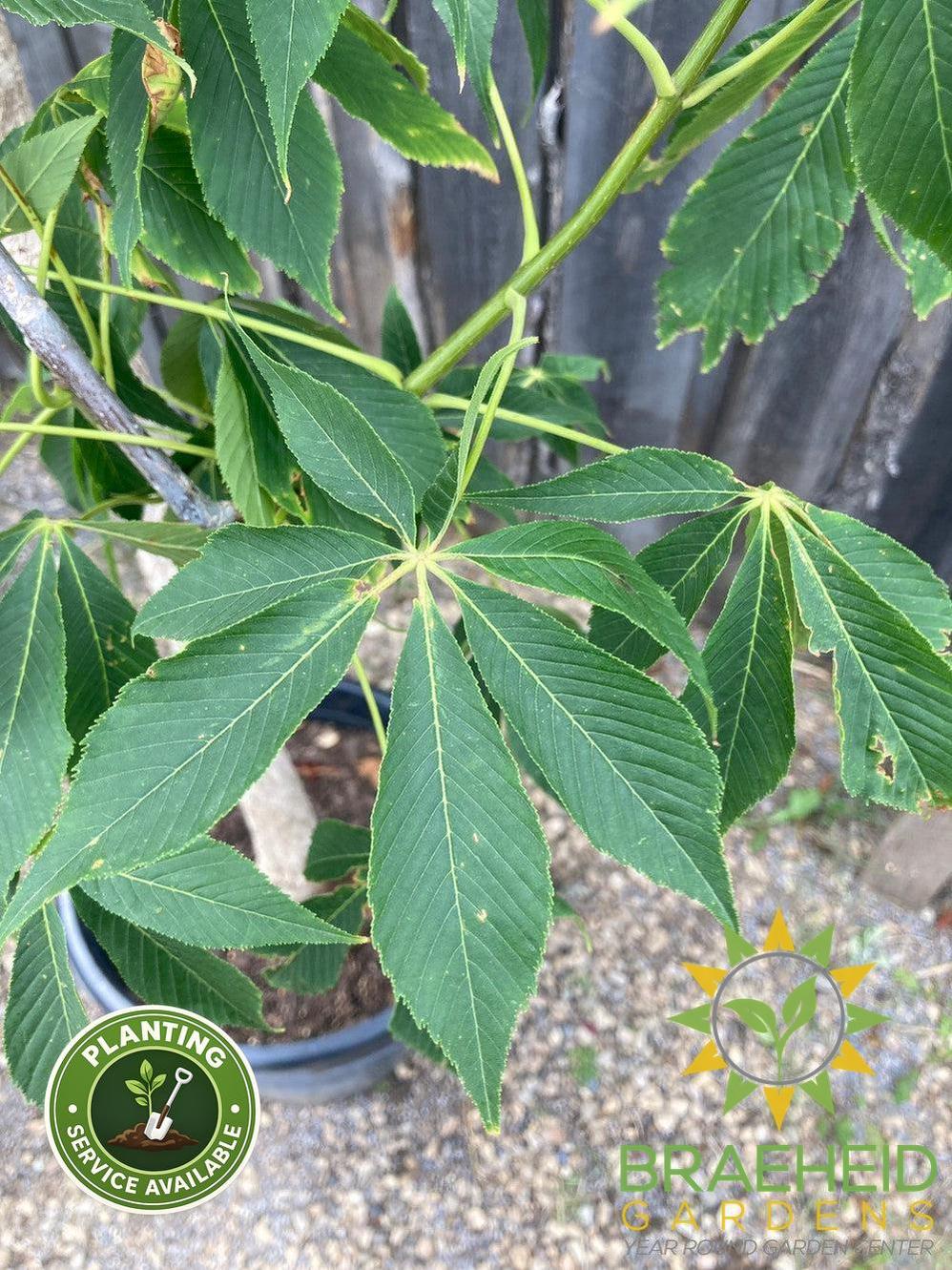 Ohio Buckeye- Tree for sale, Grown in Grande Prairie -Braeheid Gardens Ltd. on Emerson Trail