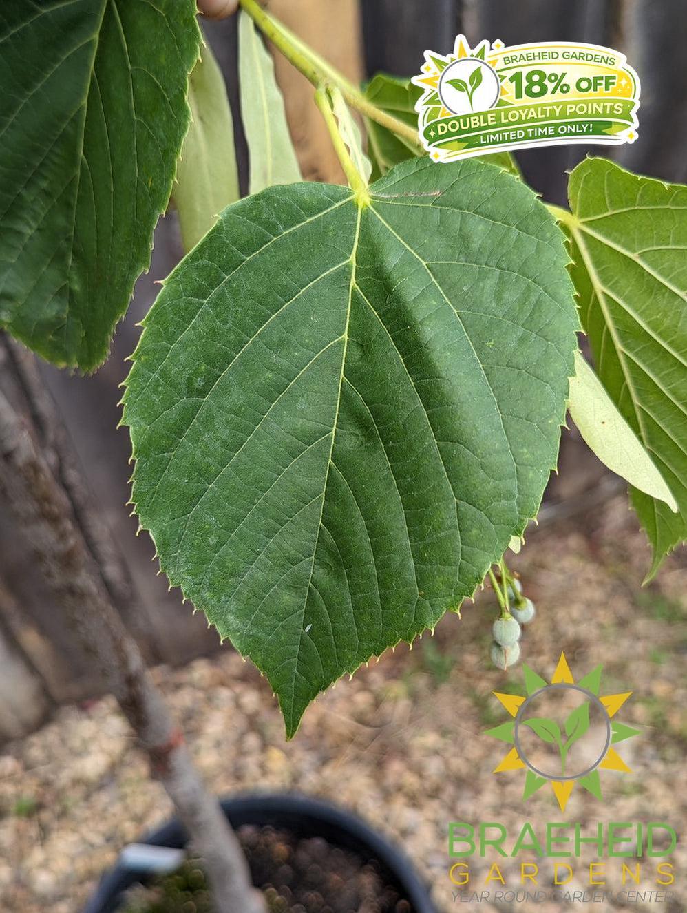 Redmond Linden- Tree for sale, Grown in Grande Prairie -Braeheid Gardens Ltd. on Emerson Trail