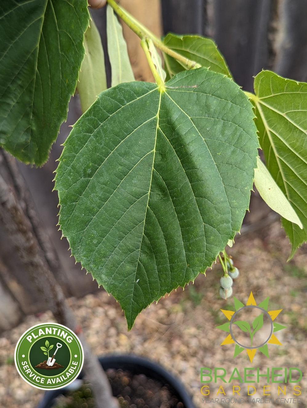Redmond Linden- Tree for sale, Grown in Grande Prairie -Braeheid Gardens Ltd. on Emerson Trail