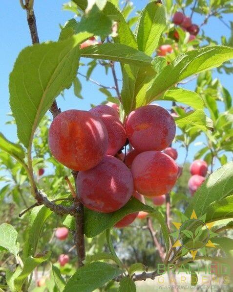 Toka Plum